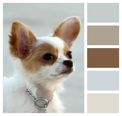 Cute Tiny Dog Chihuahua Image